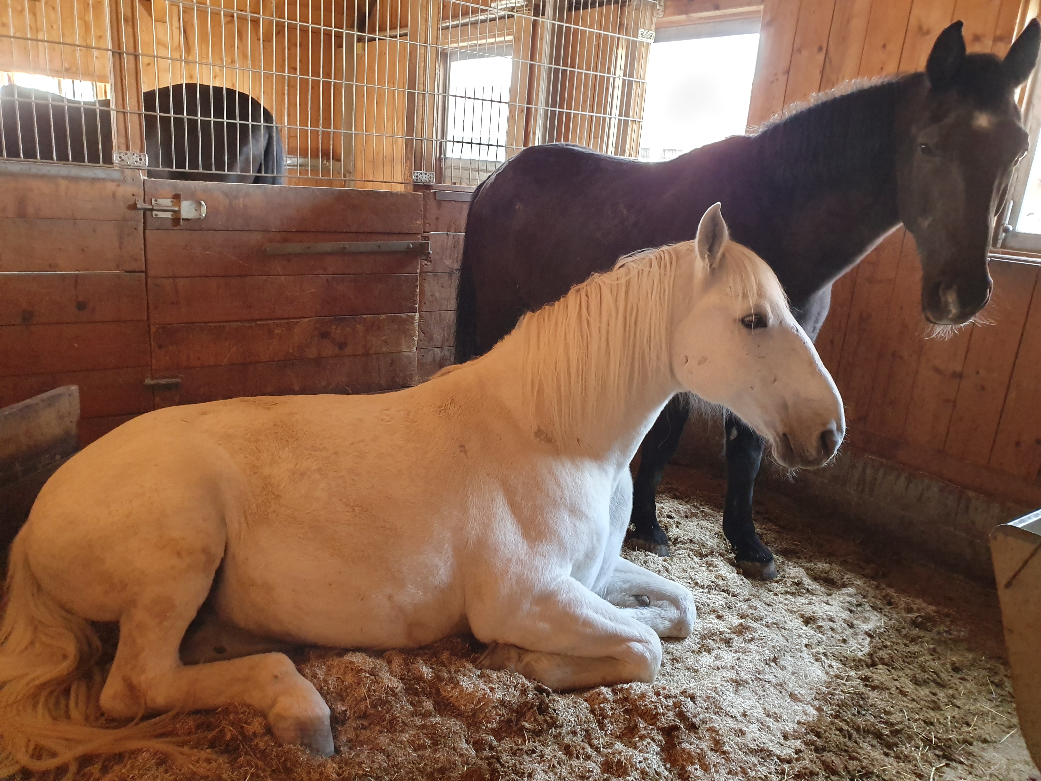 Michlhof - Ferienwohnungen Brotbackkurse Geschirrmobil