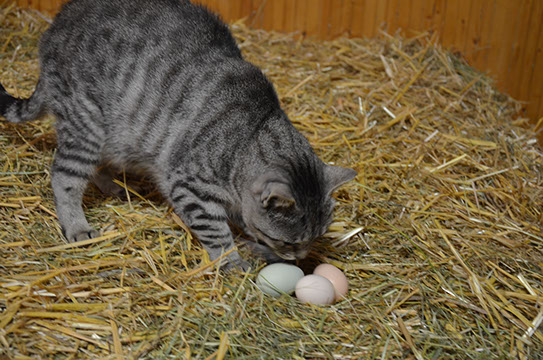 Michlhof - Ferienwohnungen Brotbackkurse Geschirrmobil
